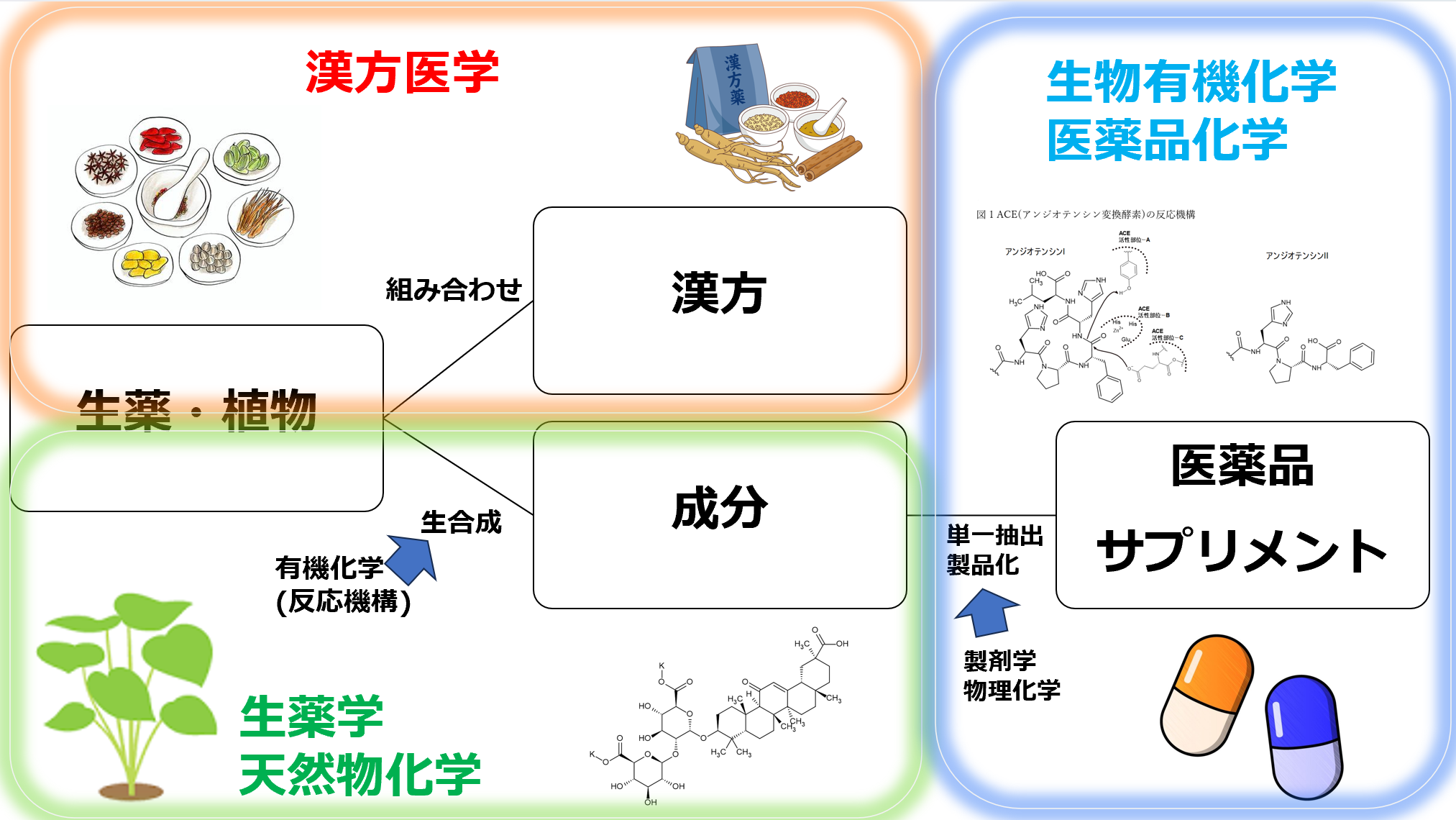ヤクハク|薬理にも繋がる!生薬由来成分を有機化学的な視点で勉強する方法。 | ヤクハク!